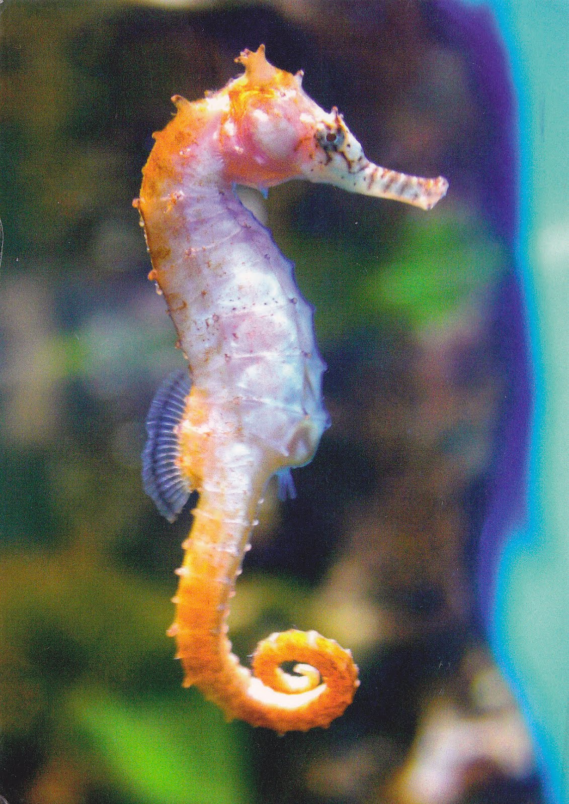 Seahorse