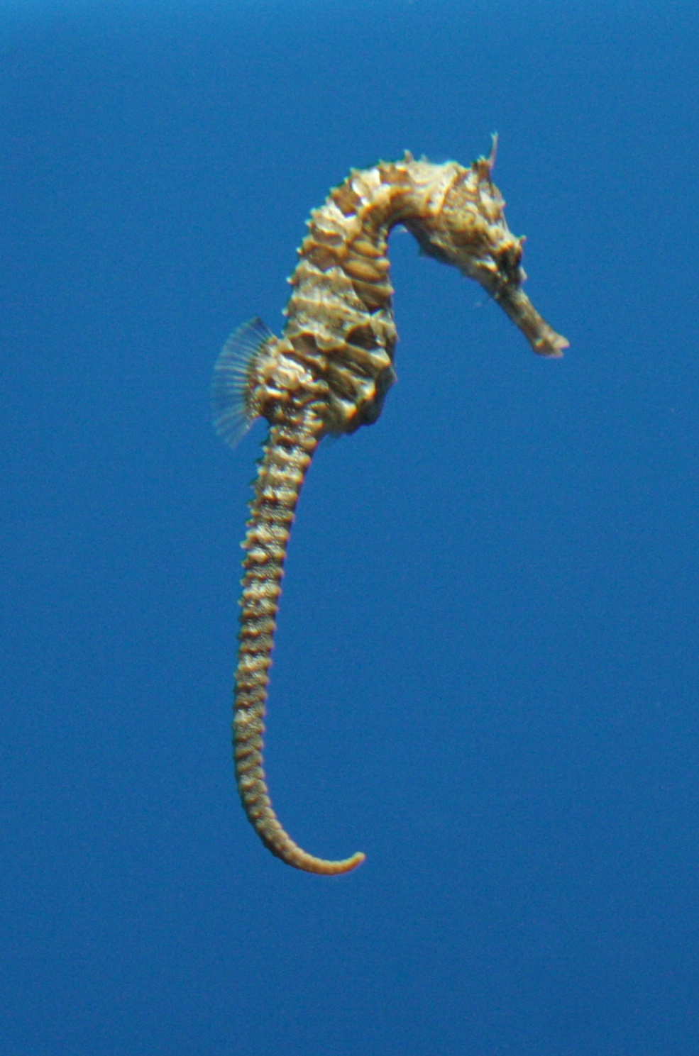 Seahorse