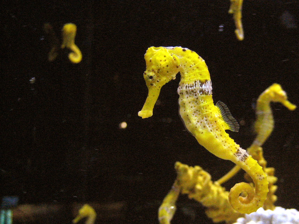 Seahorse