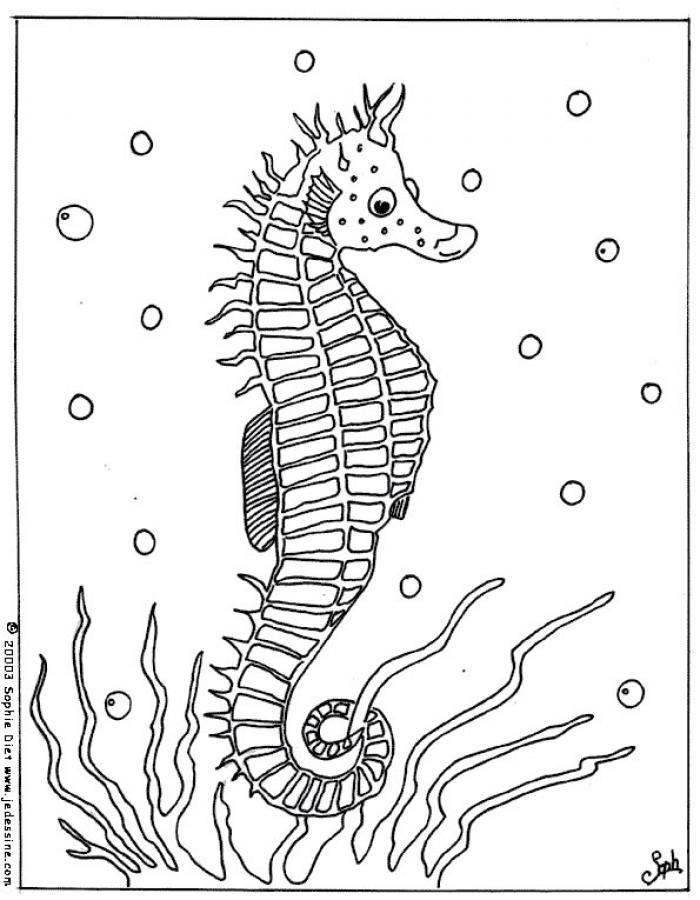 Seahorse Drawing For Kids