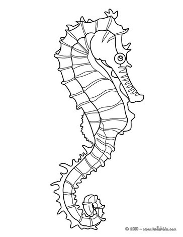 Seahorse Pictures Free