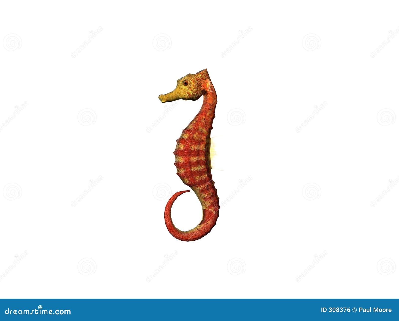 Seahorse Pictures Free