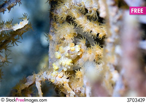 Seahorse Pictures Free