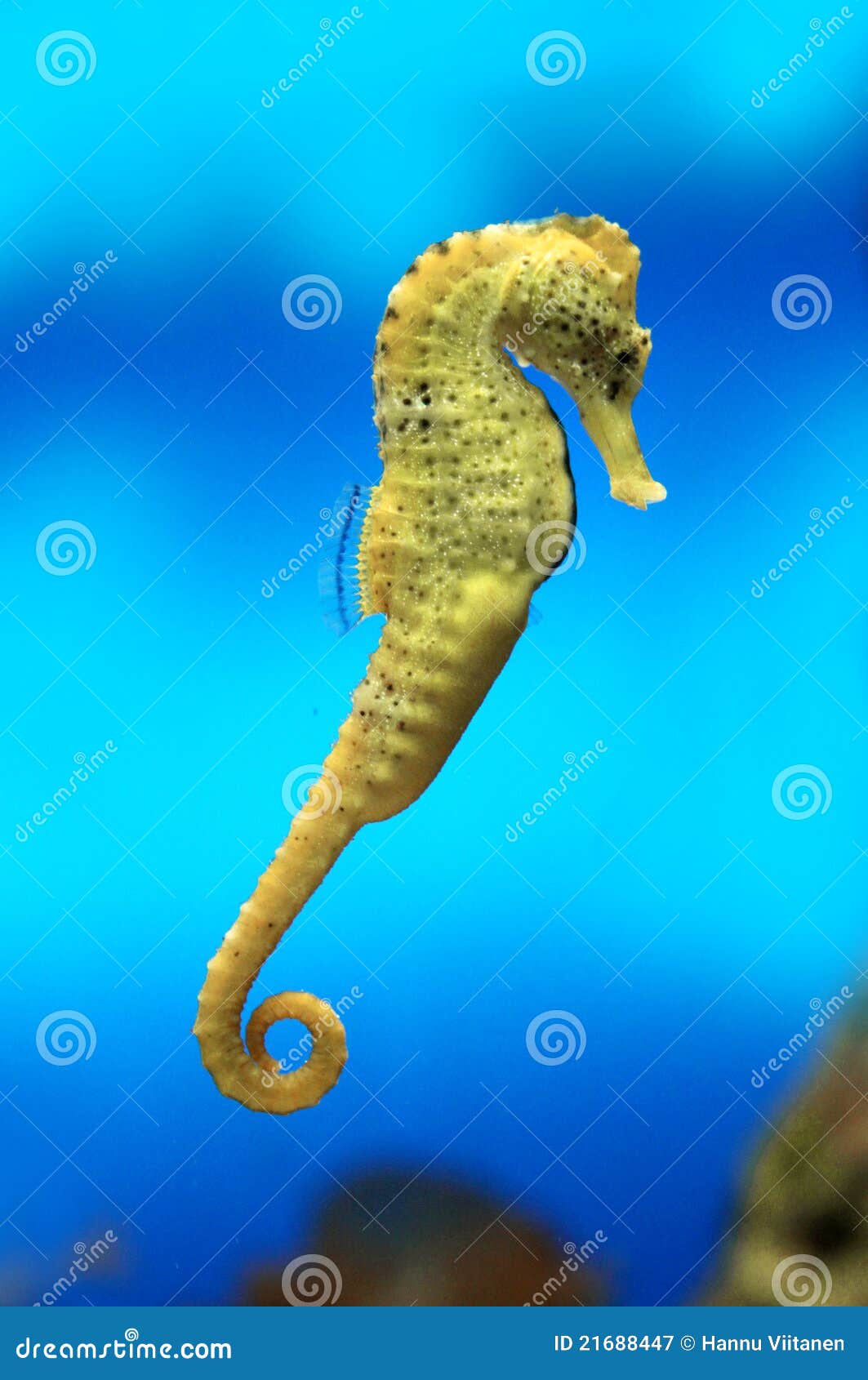 Seahorse Pictures Free