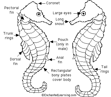 Seahorse Pictures Printable