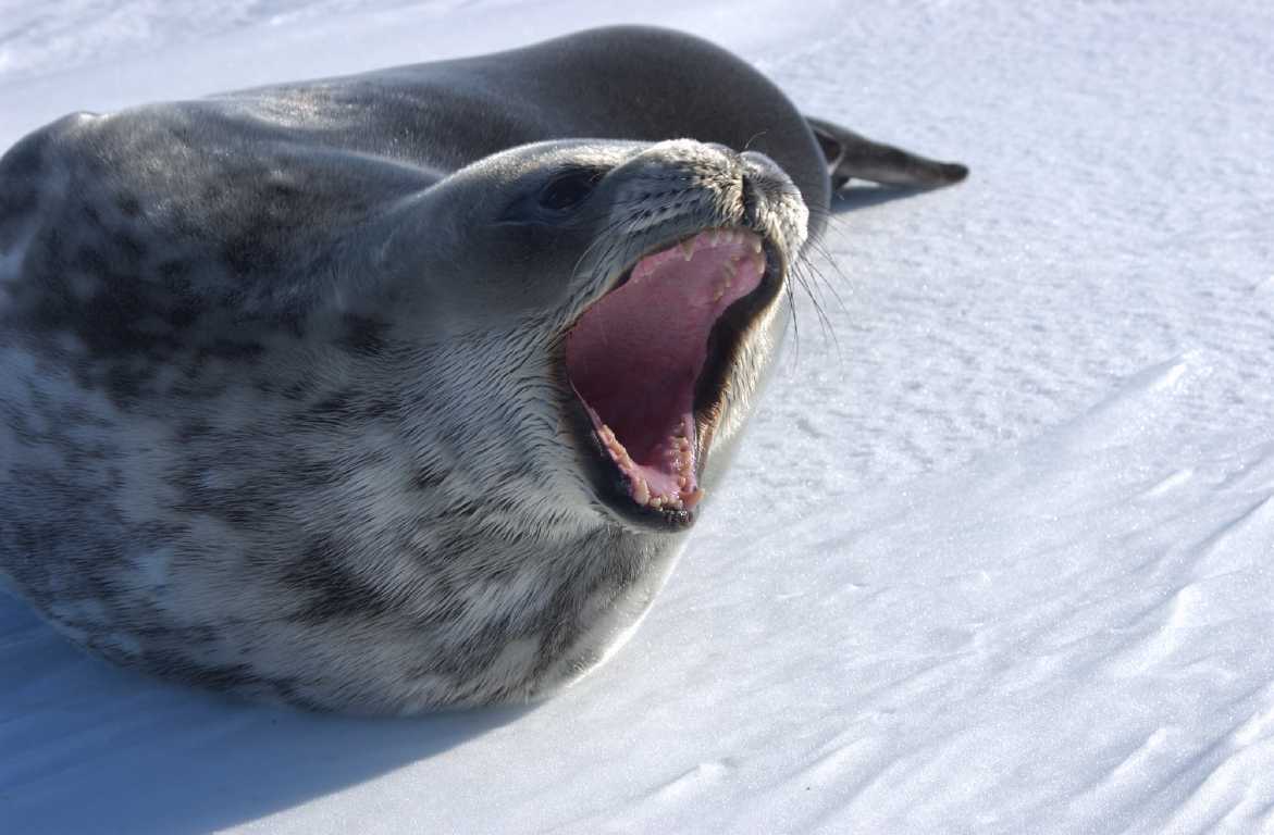 Seal