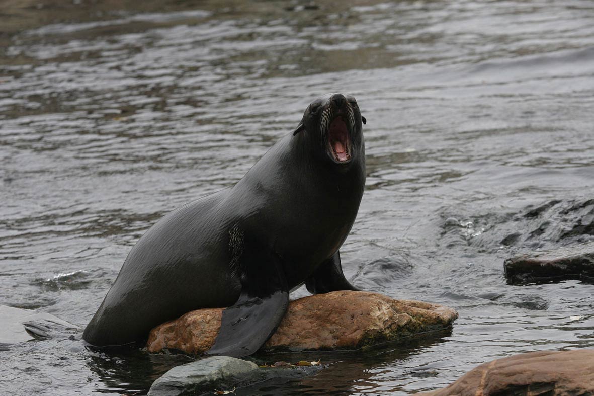 Seal Animal