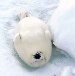 Seal Animal