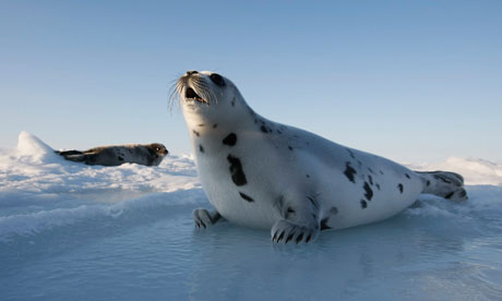 Seal Animal