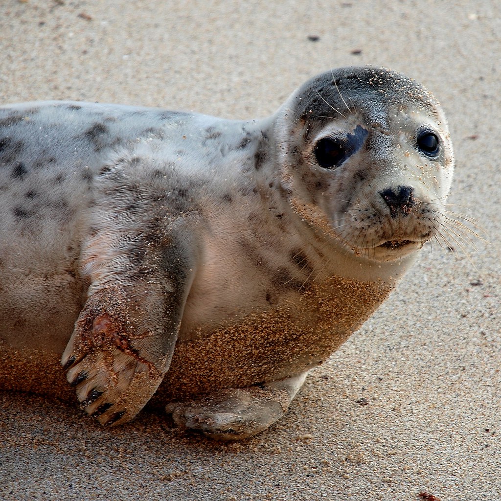 Seal Animal