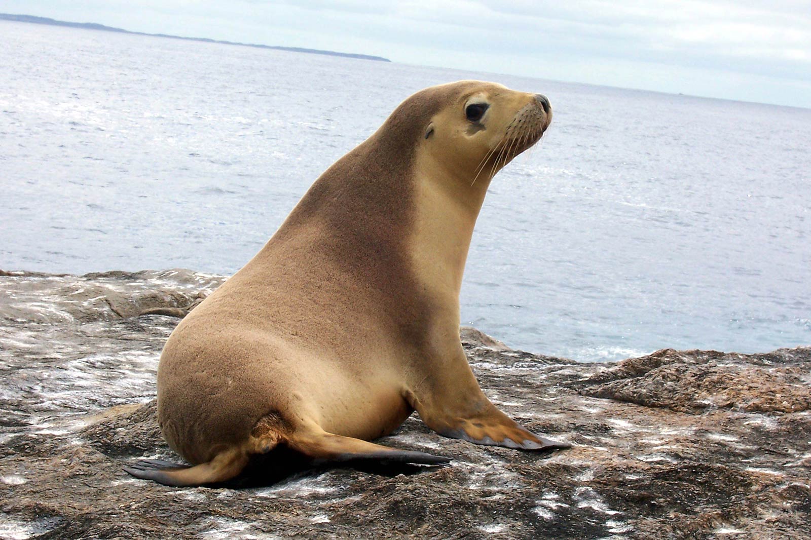 Seal Animal