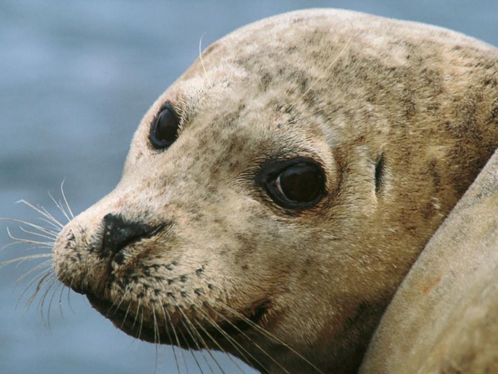 Seal Animal