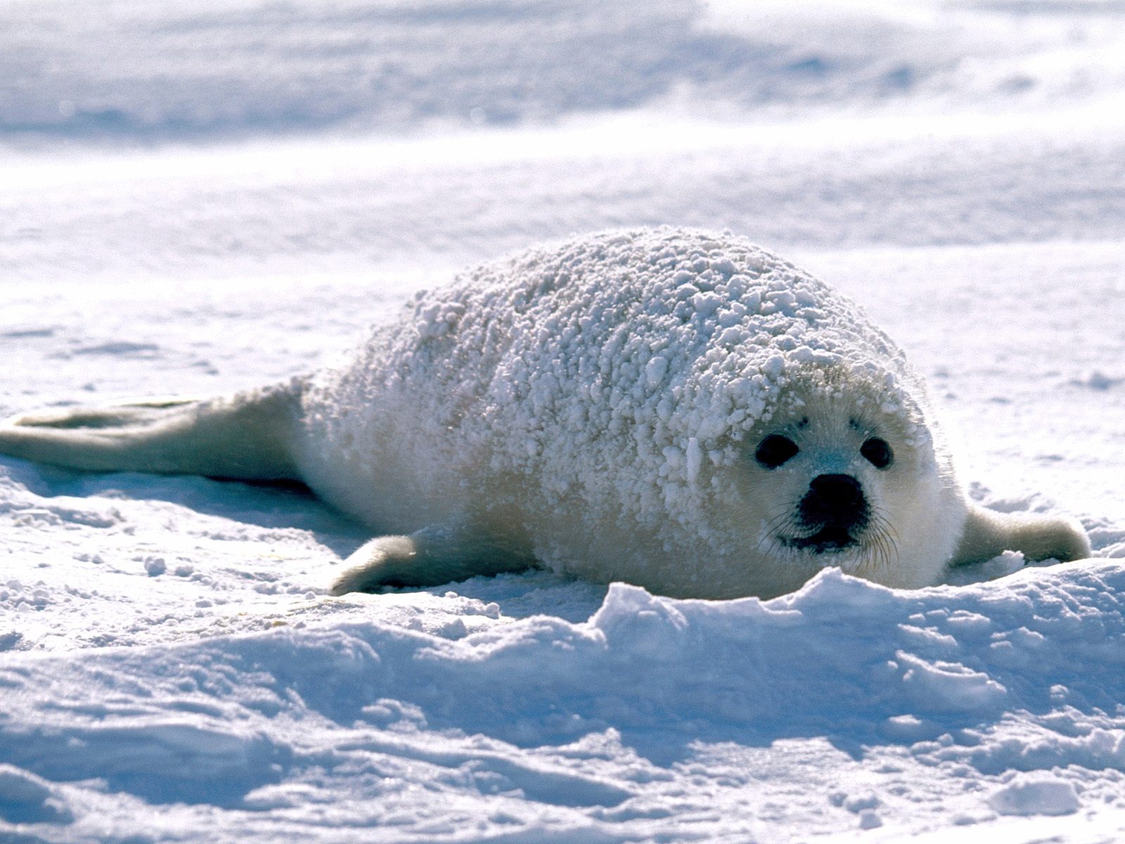 Seal Animal