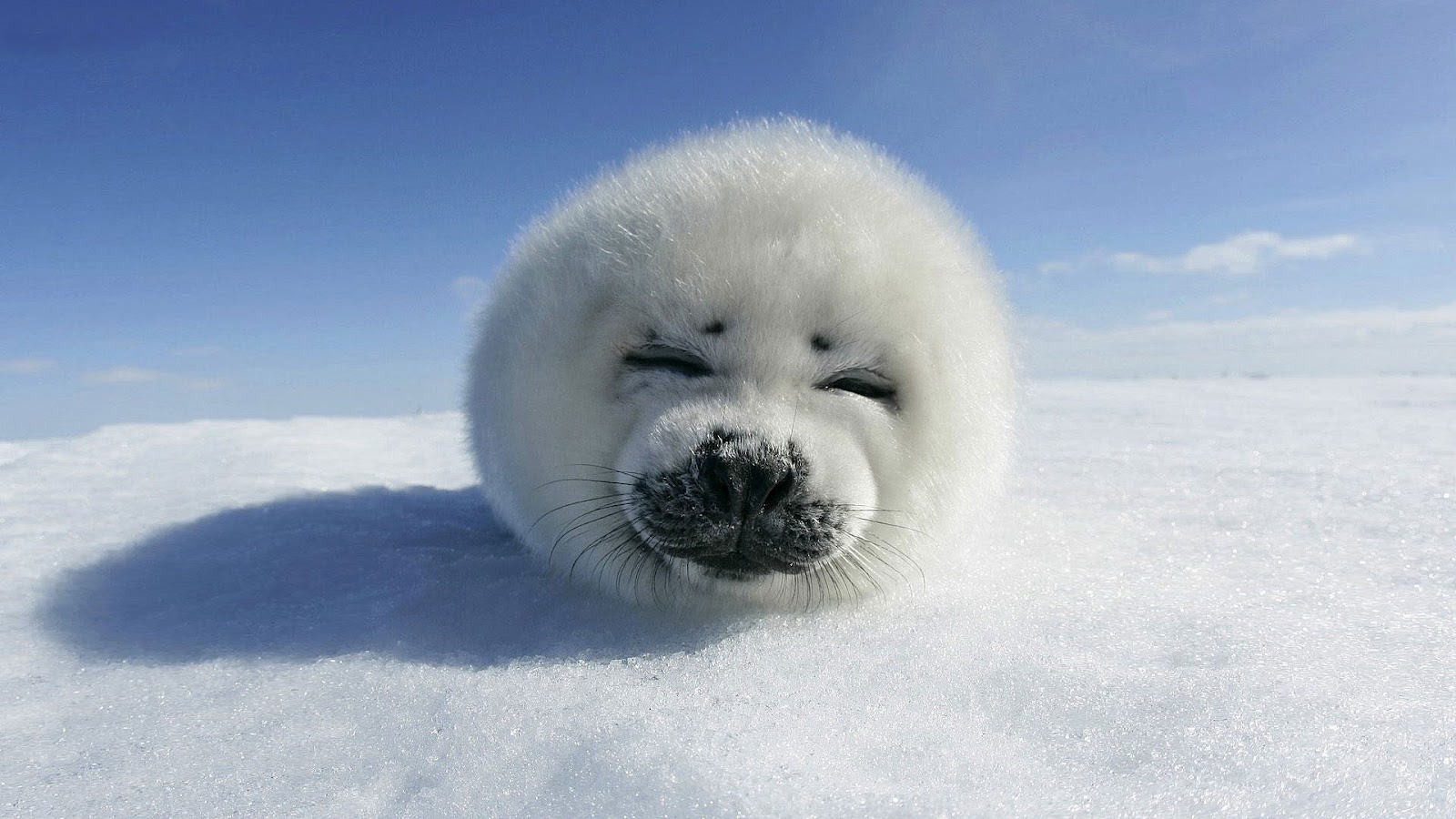 Seal Animal