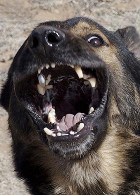 Seal Team 6 Dog Teeth