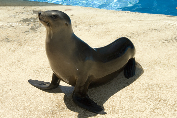 Sealion