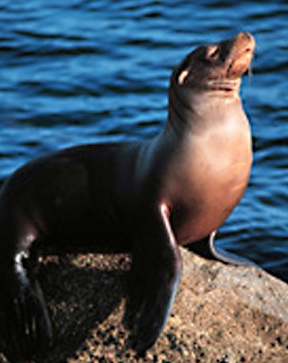 Sealion