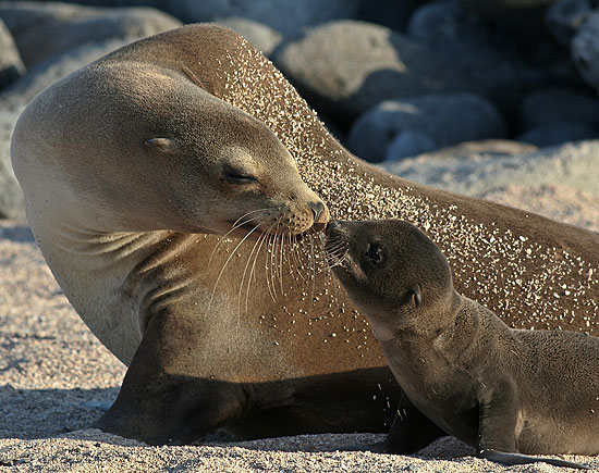 Sealion