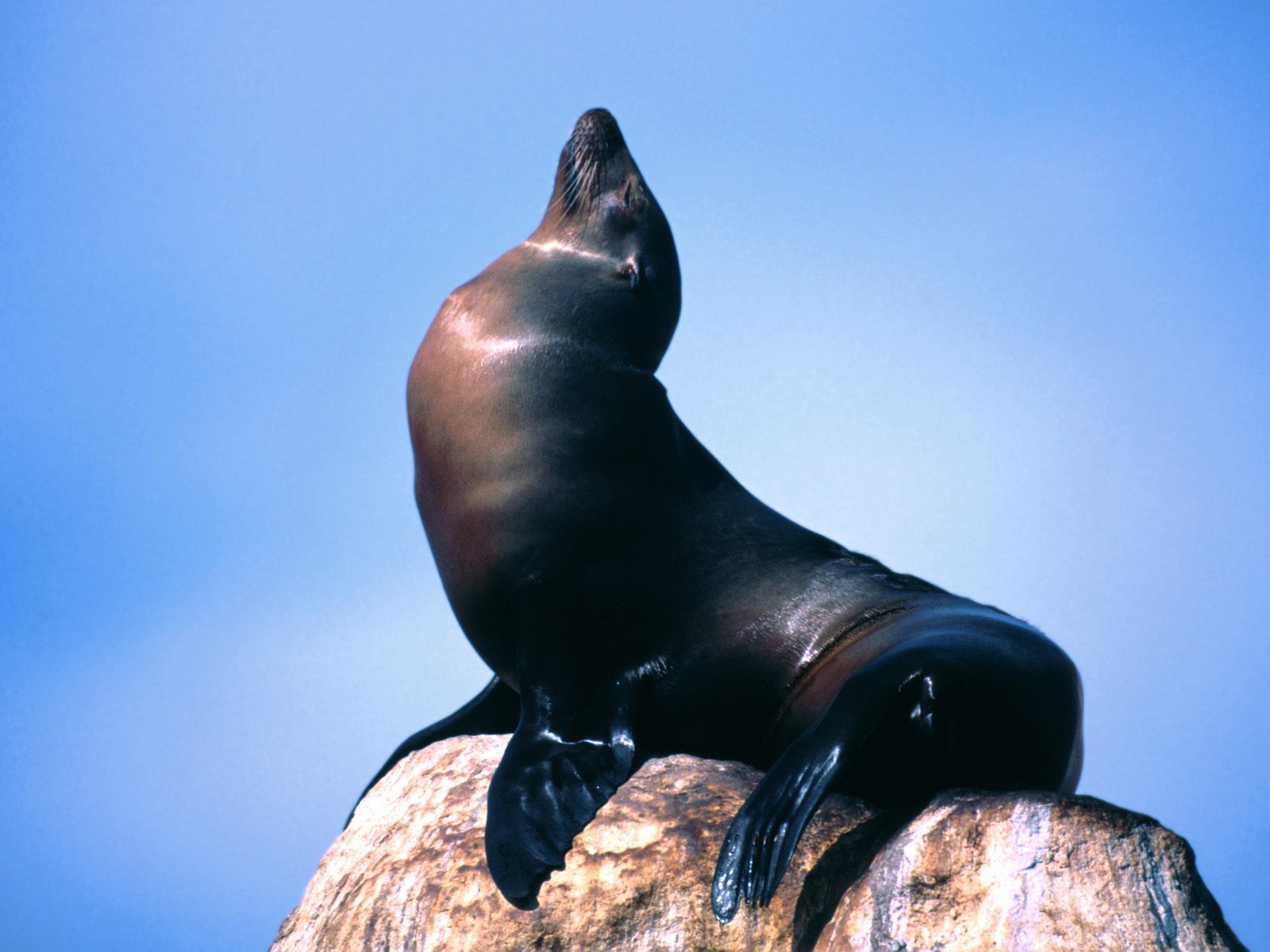 Sealion