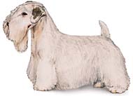 Sealyham Terrier