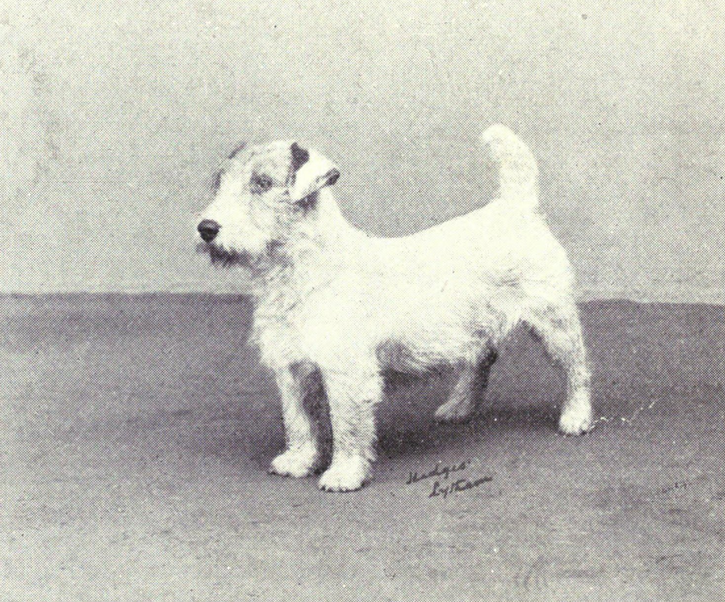 Sealyham Terrier