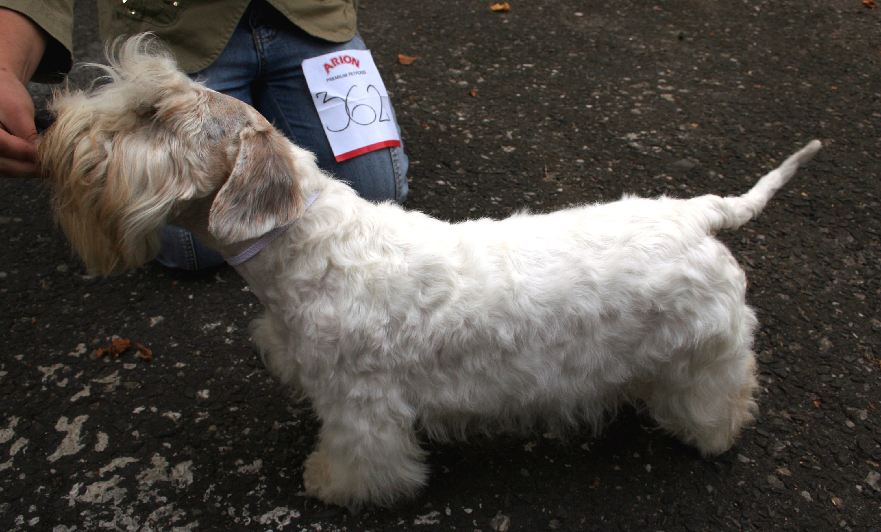 Sealyham Terrier