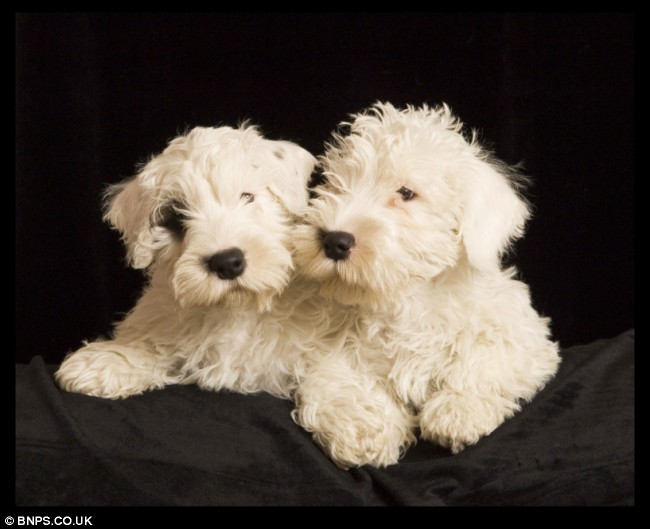 Sealyham Terrier