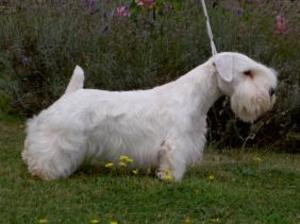 Sealyham Terrier Breeders Uk