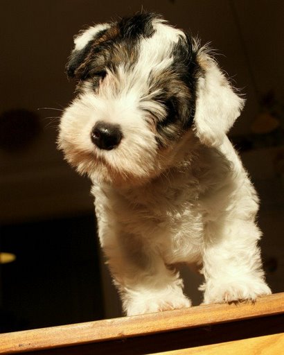 Sealyham Terrier Breeders Uk