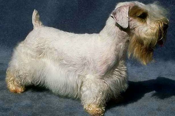 Sealyham Terrier Breeders Uk