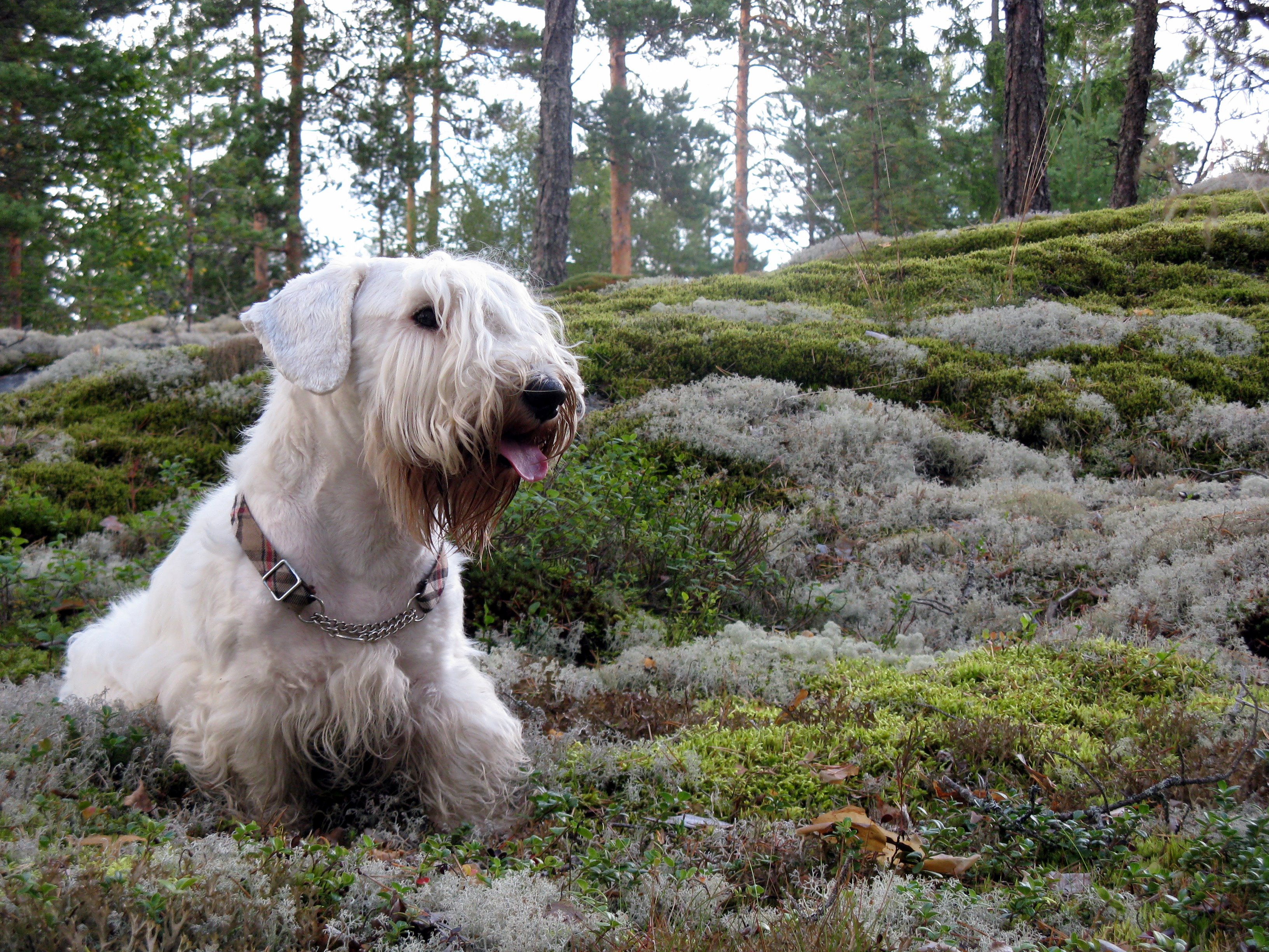 Sealyham Terrier Breeders Usa