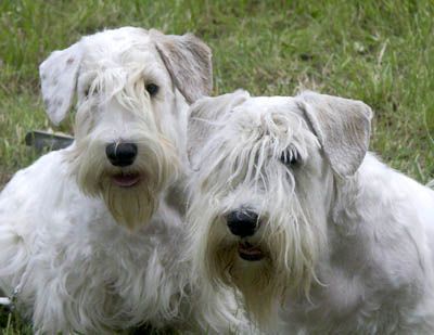 Sealyham Terrier Breeders Usa