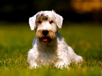 Sealyham Terrier Breeders Usa