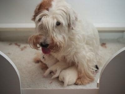 Sealyham Terrier Breeders Usa