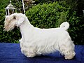 Sealyham Terrier Dogs 101