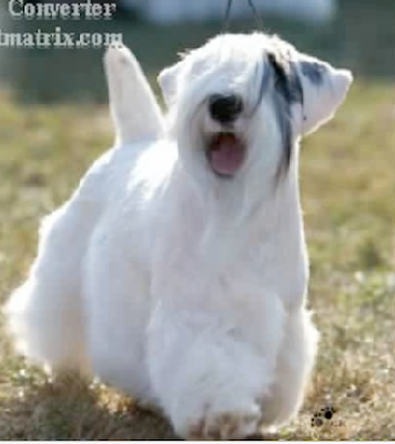 Sealyham Terrier Dogs 101