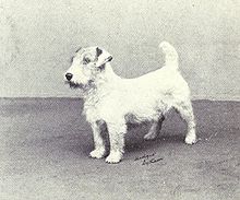 Sealyham Terrier Puppies Uk