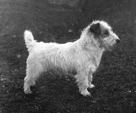 Sealyham Terrier Puppies Uk