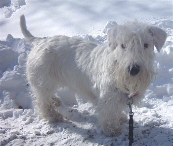 Sealyham Terrier Puppies Uk