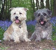 Sealyham Terrier Puppies Uk