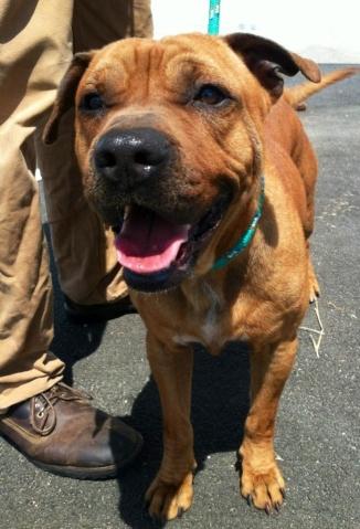 Shar Pei American Staffordshire Terrier Mix