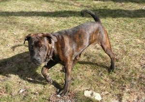 Shar Pei American Staffordshire Terrier Mix