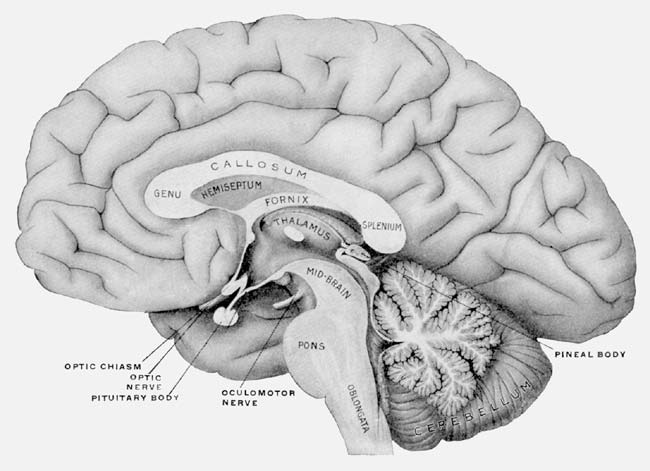 Sheep Brain Anatomy Diagram