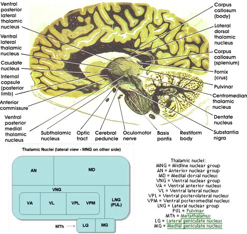 Sheep Brain Anatomy Diagram