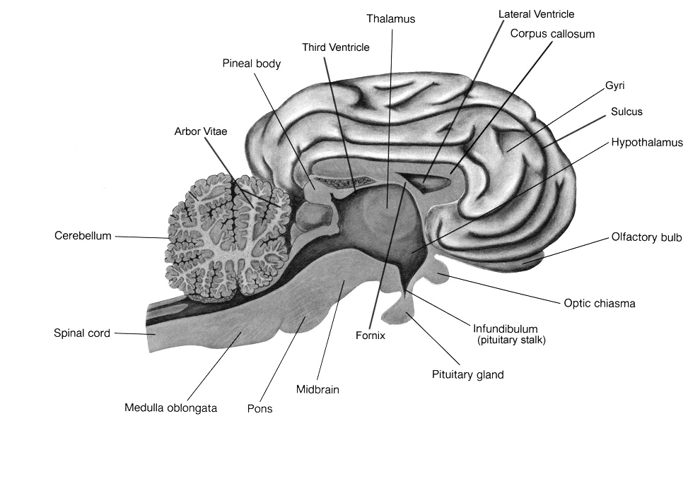 Sheep Brain Anatomy Diagram