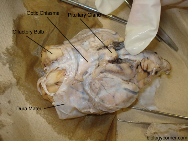 Sheep Brain Diagram Labeled