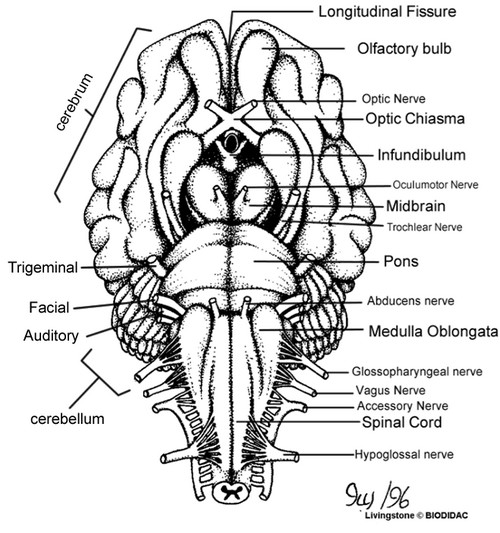 Sheep Brain Diagram Labeled