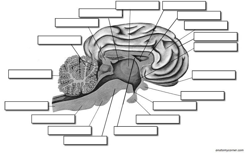 Sheep Brain Diagram Unlabeled