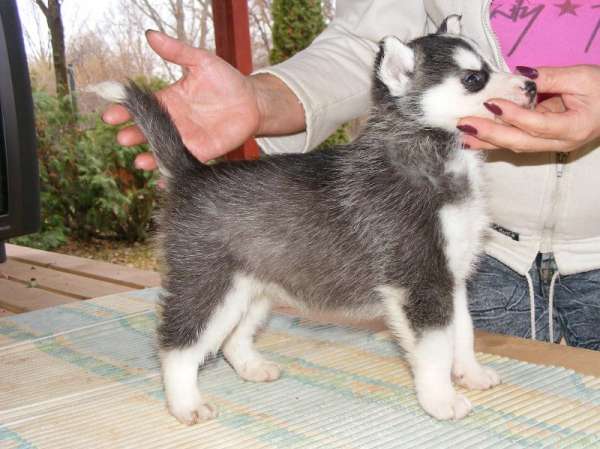 Siberian Huskies For Sale