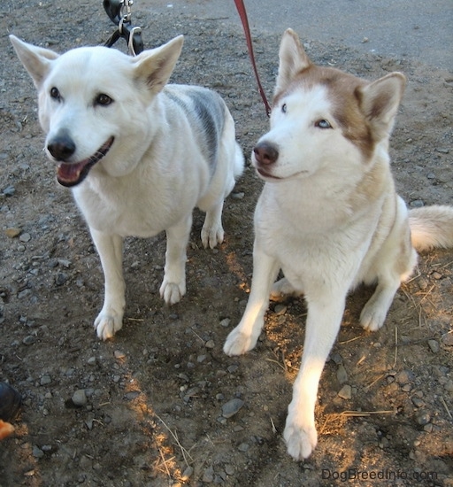 Siberian Huskies For Sale